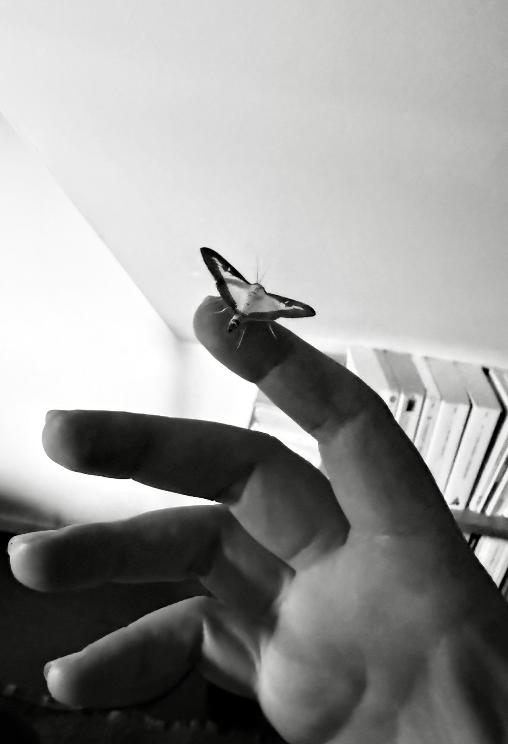 papillon.jpg